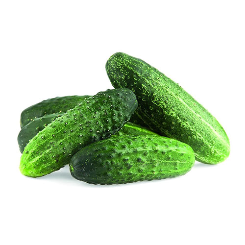 Огурцы для засолки псковские