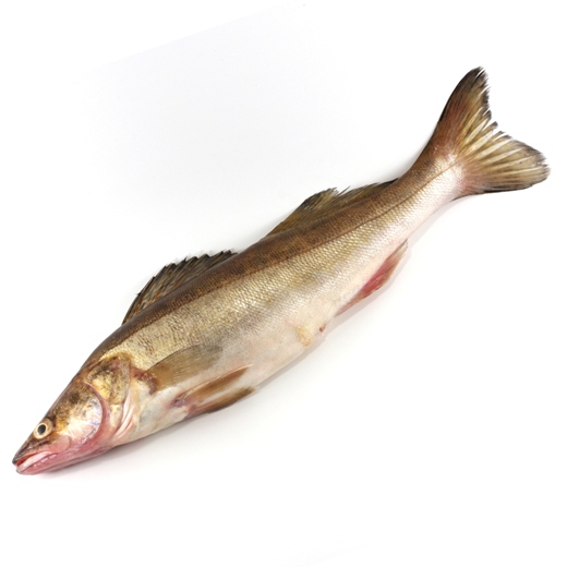 Судак свежемороженый крупный