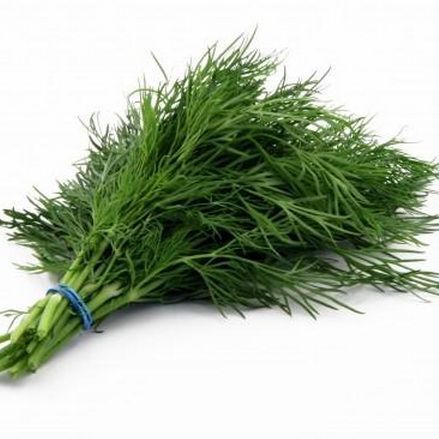 Укроп свежий