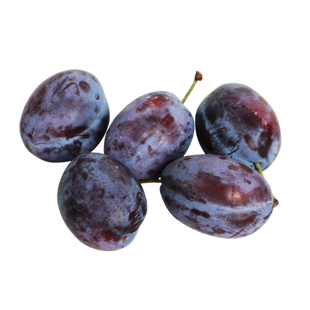 Слива Венгерка