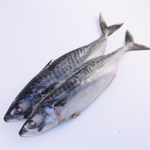 Скумбрия свежемороженая средняя