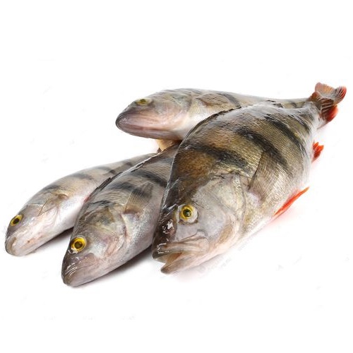 Окунь Ладожский