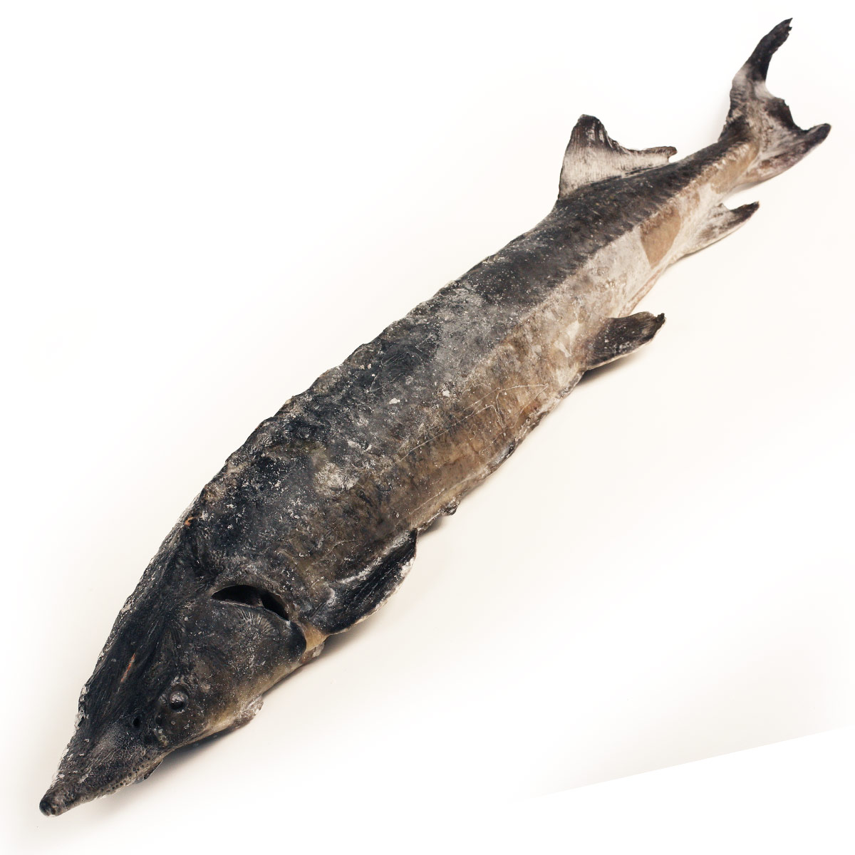 Осетр замороженный потрошеный