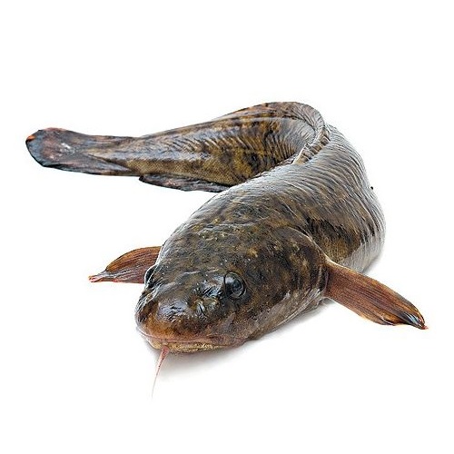 Налим охлажденный свежий