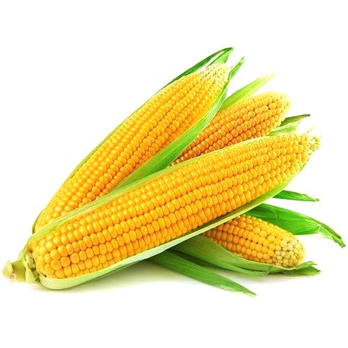 Кукуруза в початках