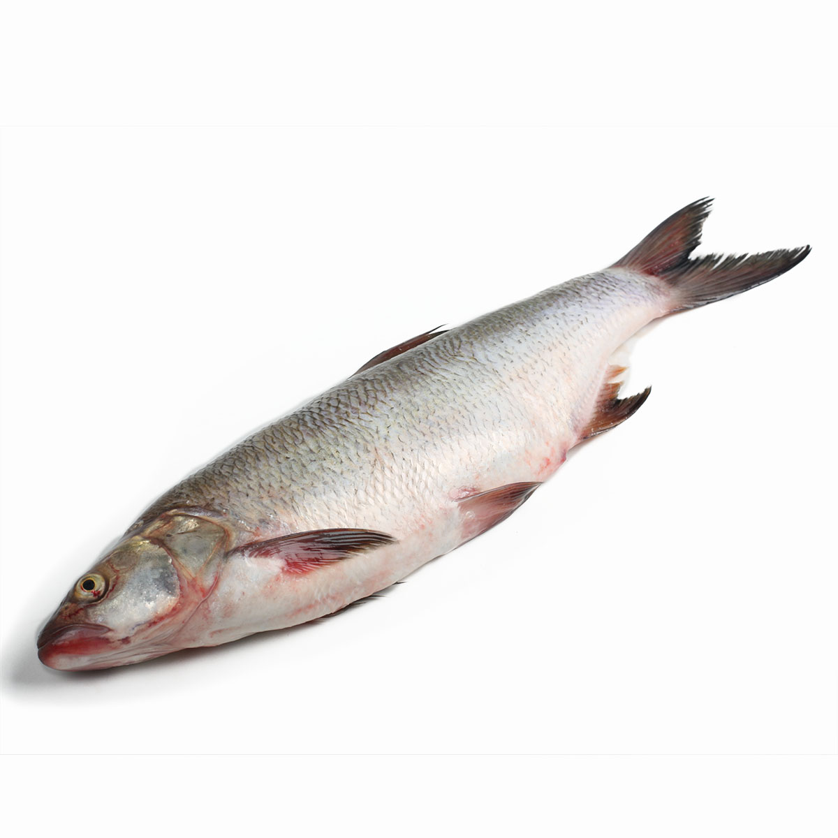 Жерех чищеный свежемороженый