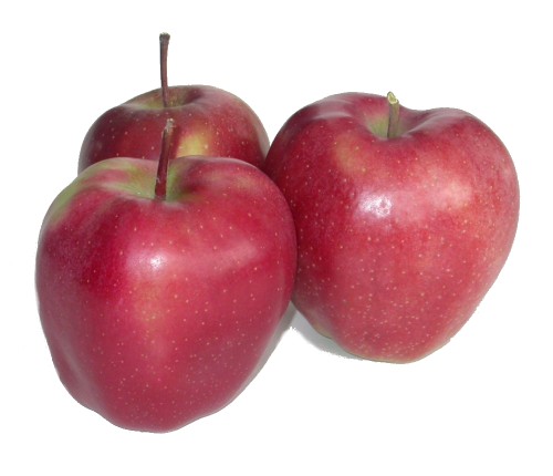 Яблоки Глостер