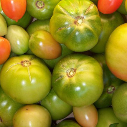 Помидоры зеленые и розовые для засолки Помидоры зеленые и розовые для засолки