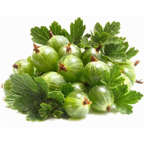 Крыжовник свежий