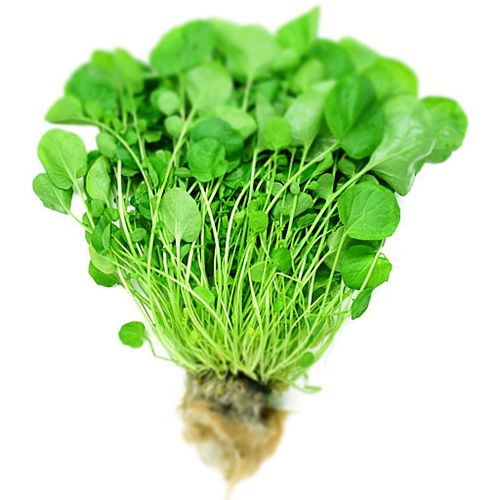 Кресс салат 