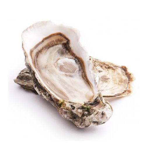 Устрицы Белый Жемчуг №1