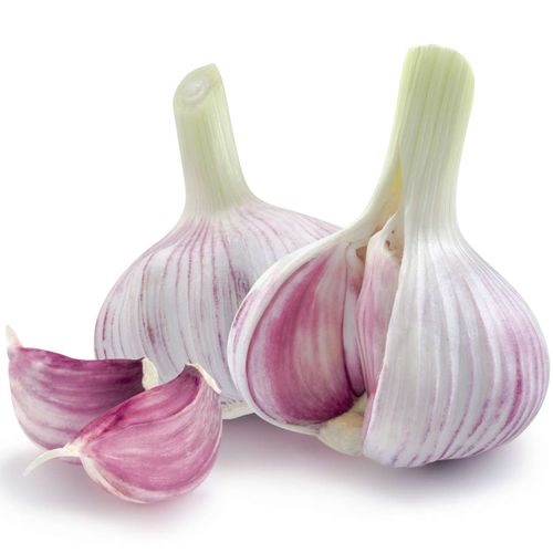 Чеснок молодой