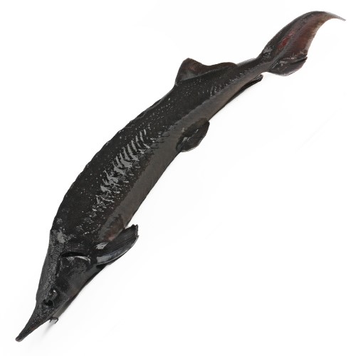 Осетр свежий