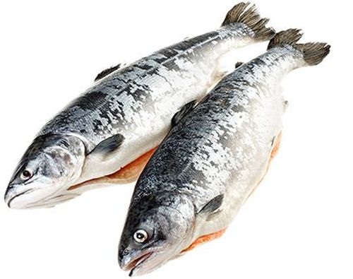 Кета потрошеная с головой