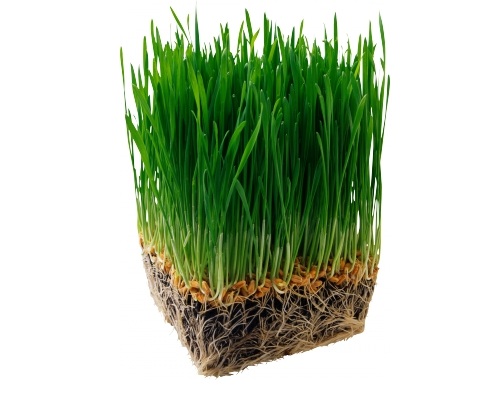 Пророщенный овес  для кошек