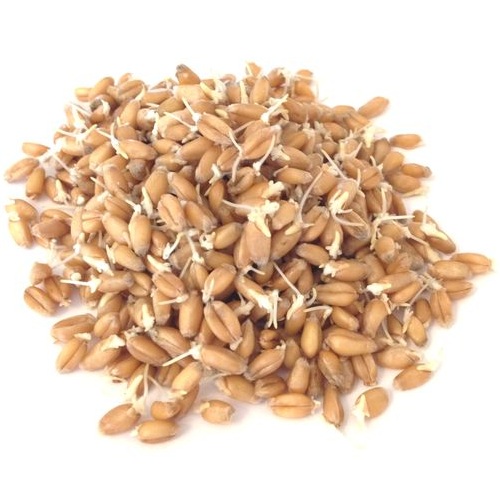 Проростки пшеницы