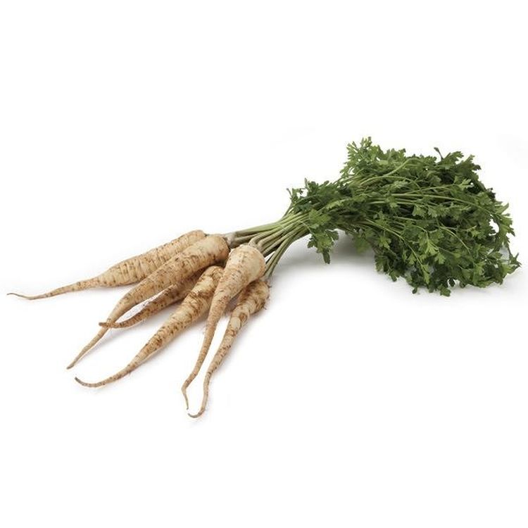 Корень петрушки с листьями Корень петрушки с листьями