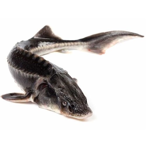 Стерлядь охлажденная непотрошеная 