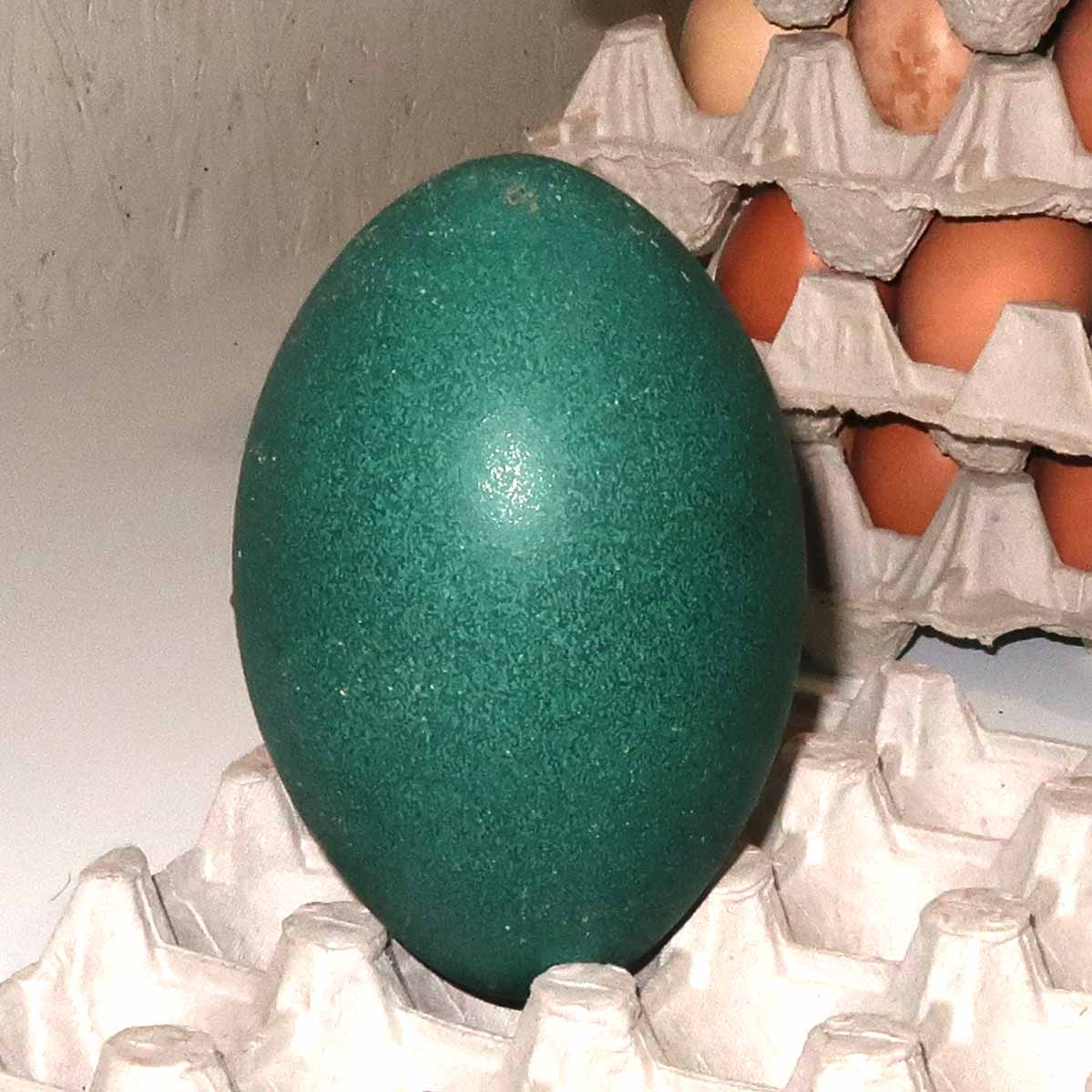 Яйцо страуса Эму фермерское домашнее