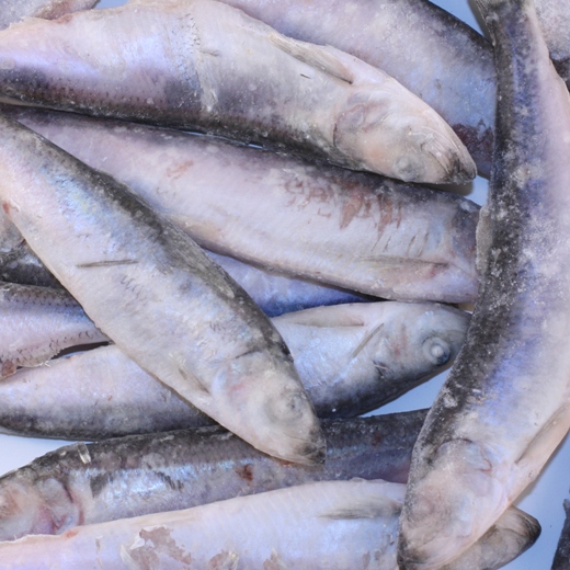 Салака свежемороженая