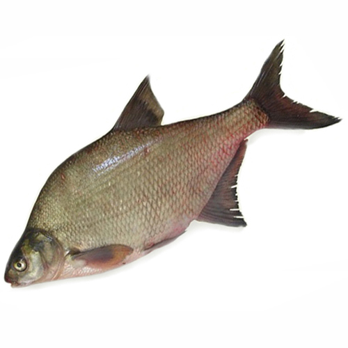 Лещ крупный Лещ крупный