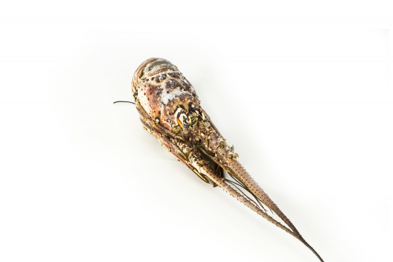 Лобстер Кубинский