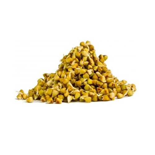 Проростки семян гречки