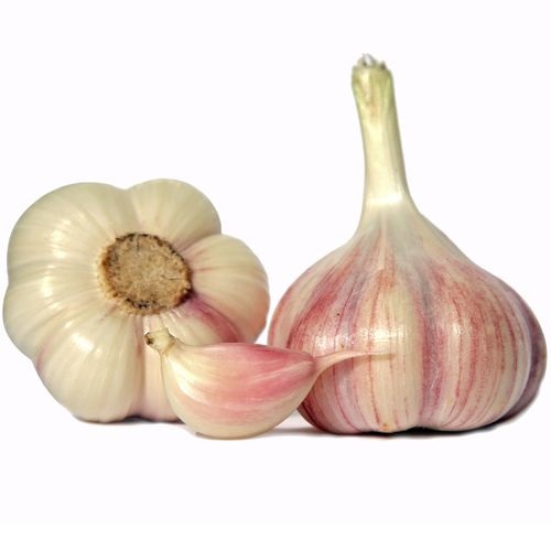 Чеснок Крымский