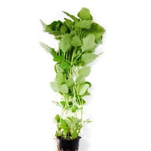 Мелисса лимонная в горшочке 