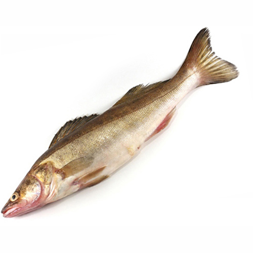 Судак крупный свежий