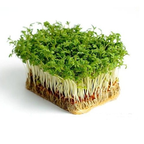 Кресс-Салат в упаковке 20г