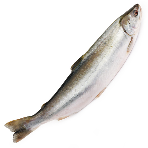 Голец замороженный