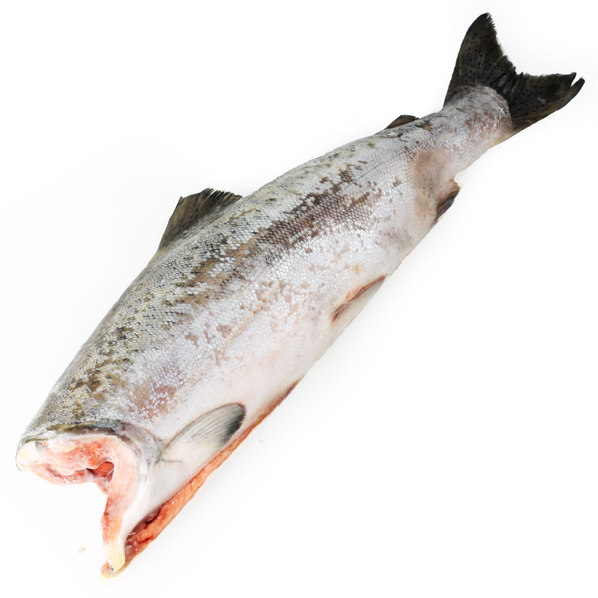 Чавыча замороженная дикий лосось Чавыча замороженная дикий лосось