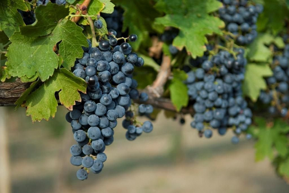 12 новогодних желаний или почему испанцы любят виноград…