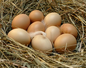 Органические продукты Яйца